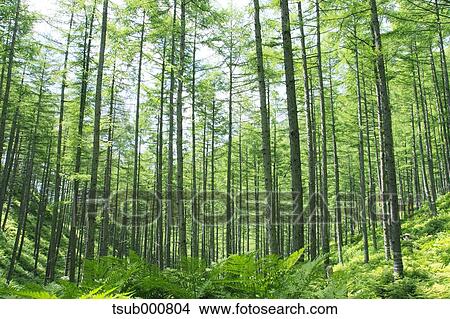 Picture - Nagano Prefecture, Japan. Fotosearch