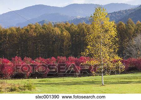 Stock Image - Nagano Prefecture, Japan. Fotosearch