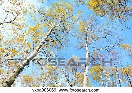 Nagano Prefecture, Japan View Large Photo Image Stock Photo - Nagano Prefecture, Japan. Fotosearch