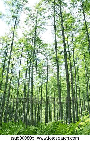 Nagano Prefecture, Japan View Large Photo Image Stock Photography - Nagano Prefecture, Japan. Fotosearch