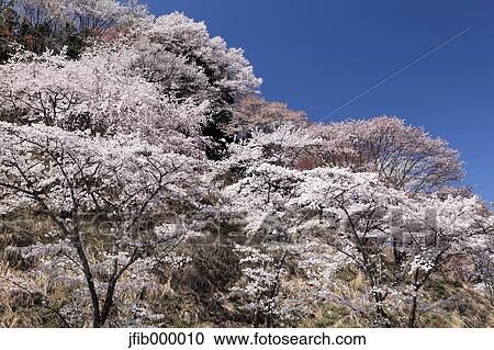 Nara Prefecture, Japan View Large Photo Image Stock Image - Nara Prefecture, Japan. Fotosearch