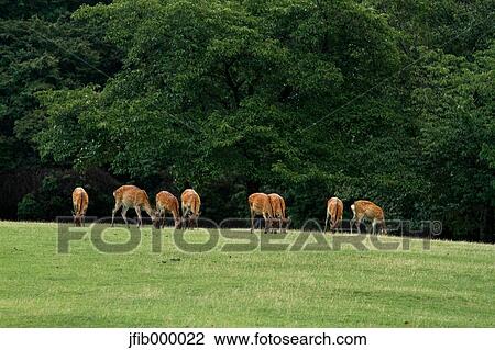 Stock Image - Nara Prefecture, Japan. Fotosearch