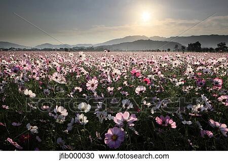 Nara Prefecture, Japan View Large Photo Image Stock Image - Nara Prefecture, Japan. Fotosearch