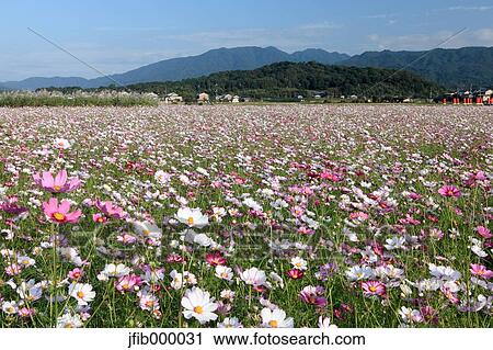 Nara Prefecture, Japan View Large Photo Image Stock Image - Nara Prefecture, Japan. Fotosearch