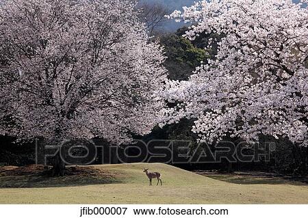 Nara Prefecture, Japan View Large Photo Image Stock Photo - Nara Prefecture, Japan. Fotosearch
