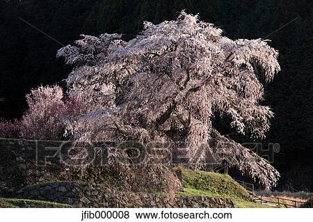 Nara Prefecture, Japan View Large Photo Image Stock Photo - Nara Prefecture, Japan. Fotosearch