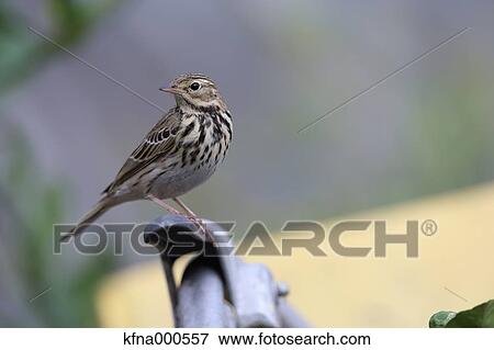 Stock Photo - Olive-Backed Pipit. Fotosearch