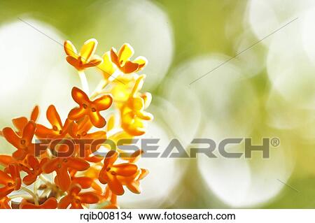 Orange Osmanthus View Large Photo Image Picture - Orange Osmanthus. Fotosearch
