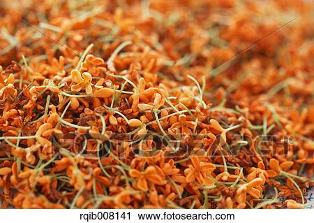 Stock Image - Orange Osmanthus. Fotosearch