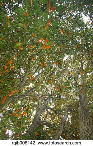 Stock Image - Orange Osmanthus. Fotosearch