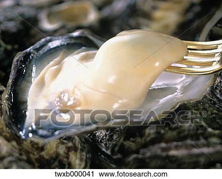 Stock Image - Oyster. Fotosearch