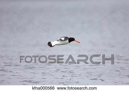 Stock Photograph - Oystercatcher. Fotosearch