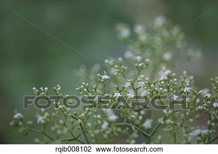 Stock Image - Patrinia Villosa. Fotosearch