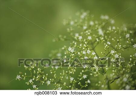 Stock Image - Patrinia Villosa. Fotosearch