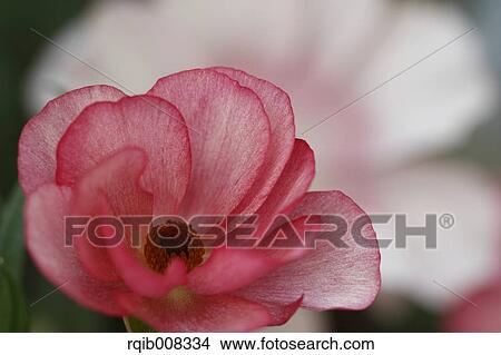Picture - Persian Buttercup. Fotosearch