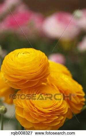 Persian Buttercup View Large Photo Image Stock Photo - Persian Buttercup. Fotosearch