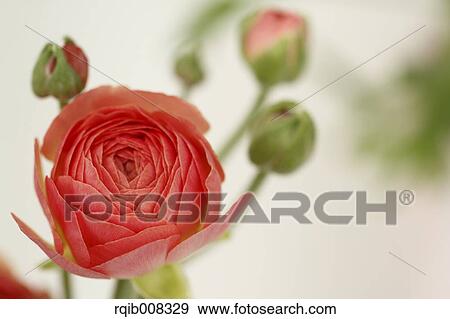 Stock Photo - Persian Buttercup. Fotosearch