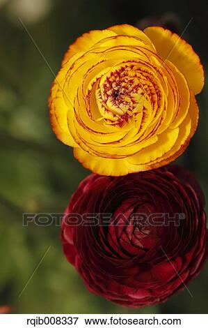 Persian Buttercup View Large Photo Image Stock Photo - Persian Buttercup. Fotosearch
