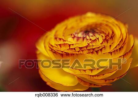 Stock Photograph - Persian Buttercup. Fotosearch