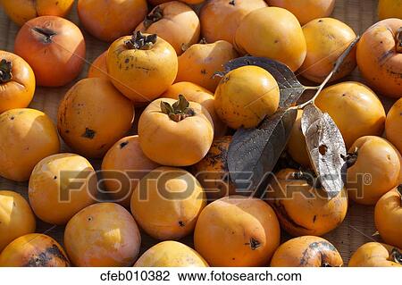 Persimmons View Large Photo Image Stock Image - Persimmons. Fotosearch