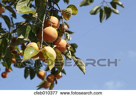 Stock Photo - Persimmons. Fotosearch