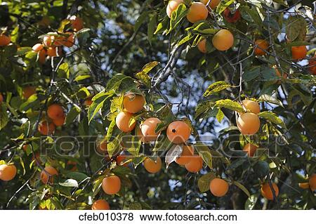Stock Photo - Persimmons. Fotosearch