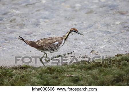 Stock Photograph - Pheasant-Tailed Jacana. Fotosearch