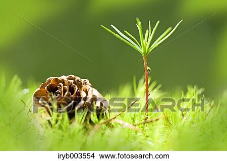 Pine cone and greenery View Large Photo Image Picture - Pine cone and greenery. Fotosearch