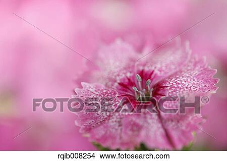 Pink flower View Large Photo Image Picture - Pink flower. Fotosearch