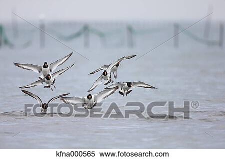 Stock Photography - Plover herd. Fotosearch