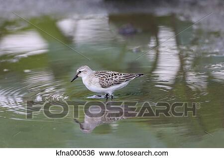 Plover View Large Photo Image Stock Photograph - Plover. Fotosearch