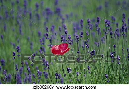 Poppy in lavender field View Large Photo Image Stock Photo - Poppy in lavender field. Fotosearch