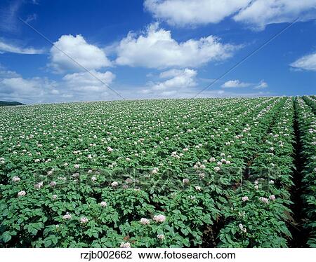 Potato Field View Large Photo Image Stock Image - Potato Field. Fotosearch
