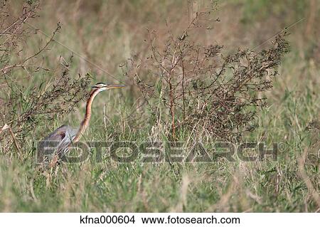 Picture - Purple Heron. Fotosearch