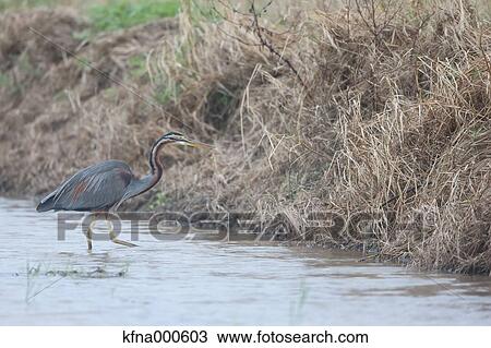 Stock Image - Purple Heron. Fotosearch