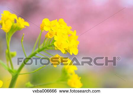 Rapeseed flowers View Large Photo Image Stock Photograph - Rapeseed flowers. Fotosearch