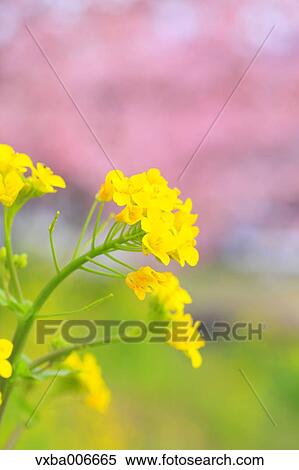 Rapeseed flowers View Large Photo Image Stock Photography - Rapeseed flowers. Fotosearch