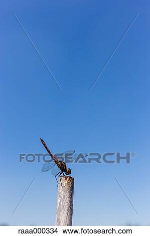 Picture - Red Dragonfly. Fotosearch