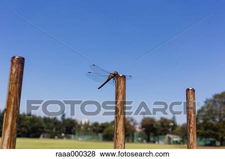 Red Dragonfly View Large Photo Image Stock Photo - Red Dragonfly. Fotosearch