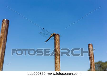 Red Dragonfly View Large Photo Image Stock Photo - Red Dragonfly. Fotosearch