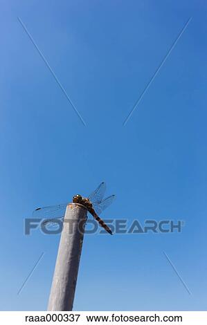 Red Dragonfly View Large Photo Image Stock Photo - Red Dragonfly. Fotosearch