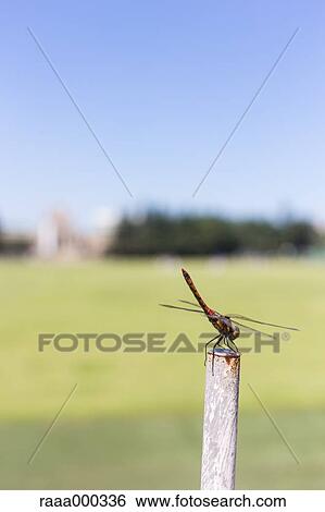 Stock Photograph - Red Dragonfly. Fotosearch