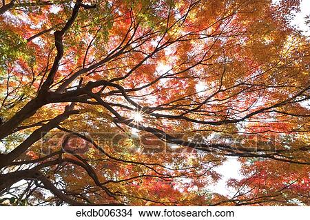 Picture - Red maple leaves. Fotosearch