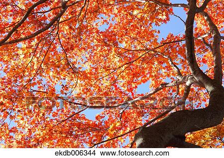 Red maple leaves View Large Photo Image Picture - Red maple leaves. Fotosearch