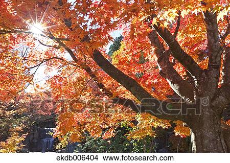 Red maple leaves View Large Photo Image Picture - Red maple leaves. Fotosearch