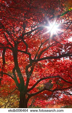 Red maple leaves View Large Photo Image Picture - Red maple leaves. Fotosearch