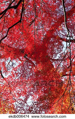 Picture - Red maple leaves. Fotosearch
