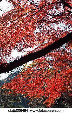 Picture - Red maple leaves. Fotosearch