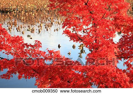 Stock Image - Red maple leaves. Fotosearch