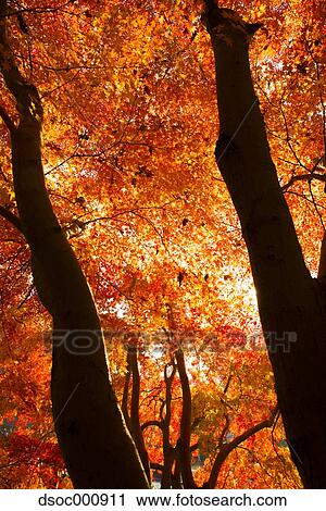 Red maple leaves View Large Photo Image Stock Image - Red maple leaves. Fotosearch
